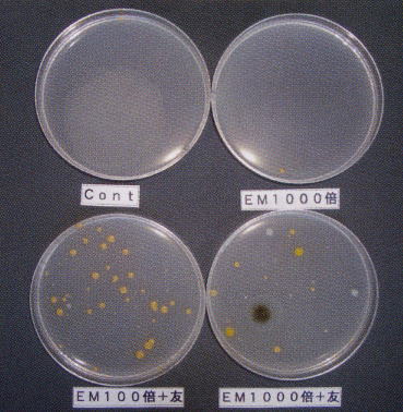 EM散布の友茶葉面散布微生物の変化