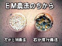 ＥＭ農法と慣行農法の違い