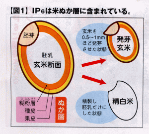 ＩＰ６は米ぬかに含まれている