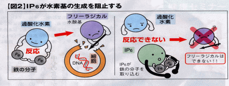 IP6のガンの抑制効果