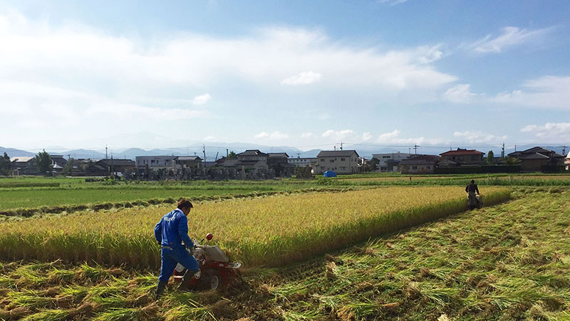 天日干しＪＡＳ有機栽培米コシヒカリの刈り取り作業