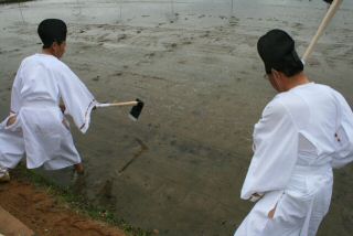 辻本長衛さんの水田で宮中献穀斎田御田植式風景。