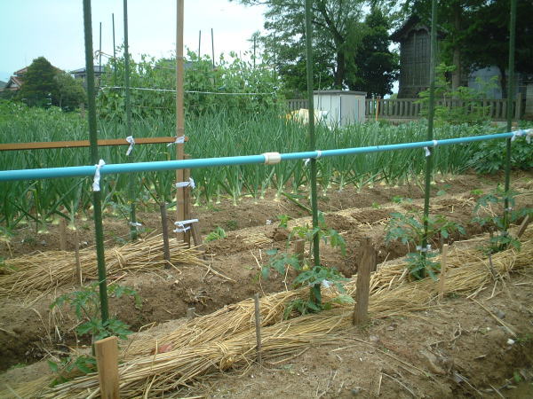 無農薬栽培野菜畑