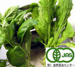 ＥＭ農法無農薬野菜バジル・ルッコラ