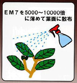 ＥＭ７を薄めて使う