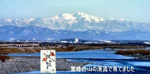 霊峰白山の清流で育てました。「エコ栽培米」他