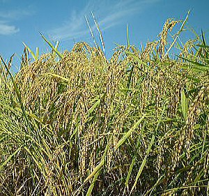 「土の詩」コシヒカリの田植え