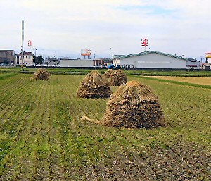 有機栽培米天日干し積み上げ