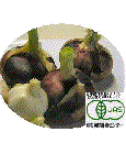 有機、無農薬野菜野菜